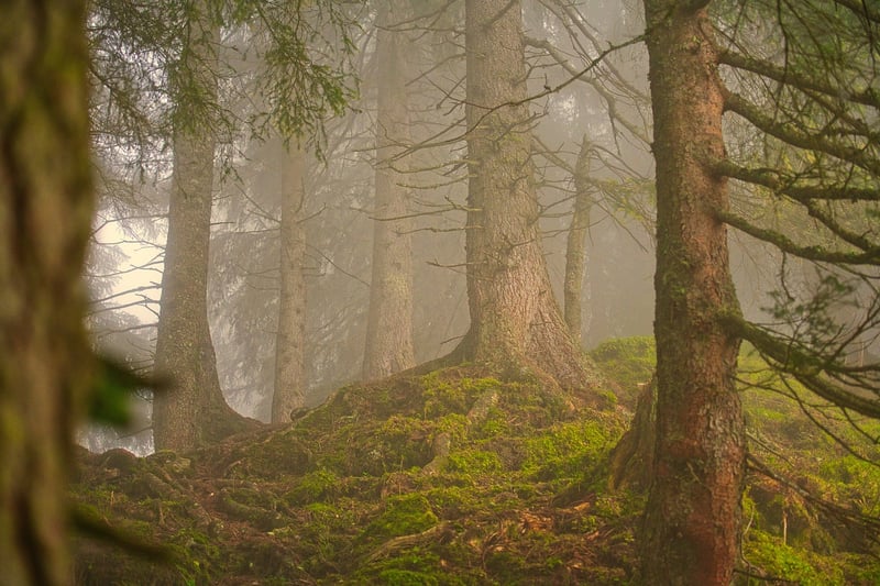 Forest Bathing in Nature